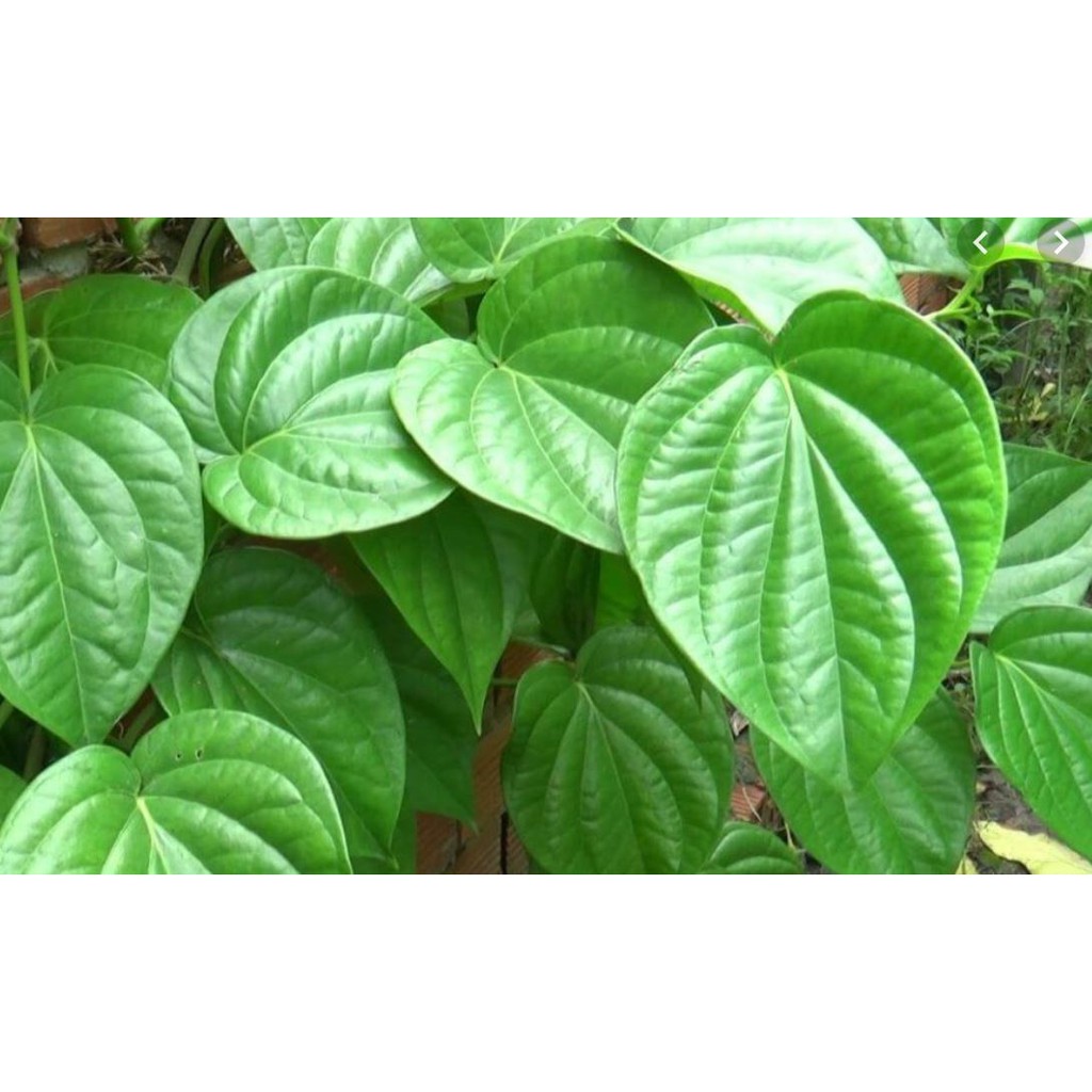 Lá Trầu Không tươi ( 100 LÁ)