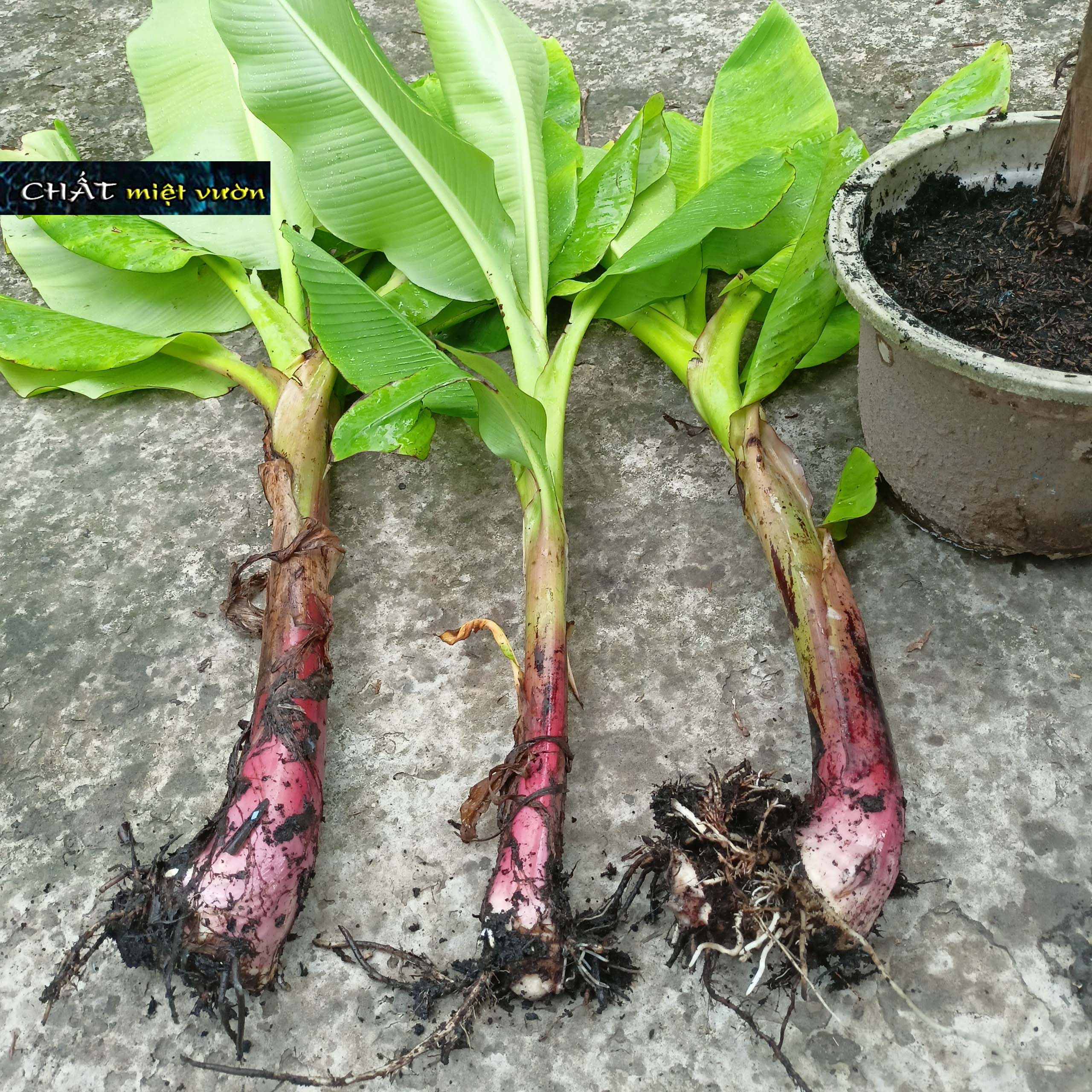 Chuối cau giống siêu trái (cây cao 30-60cm)