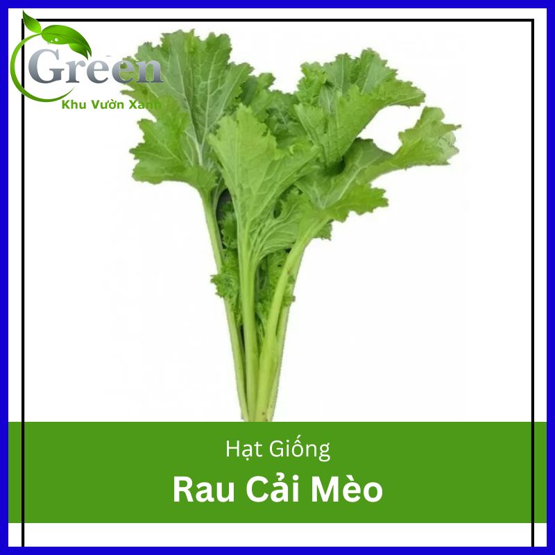 Hạt giống rau cải mèo - gói 10 gam