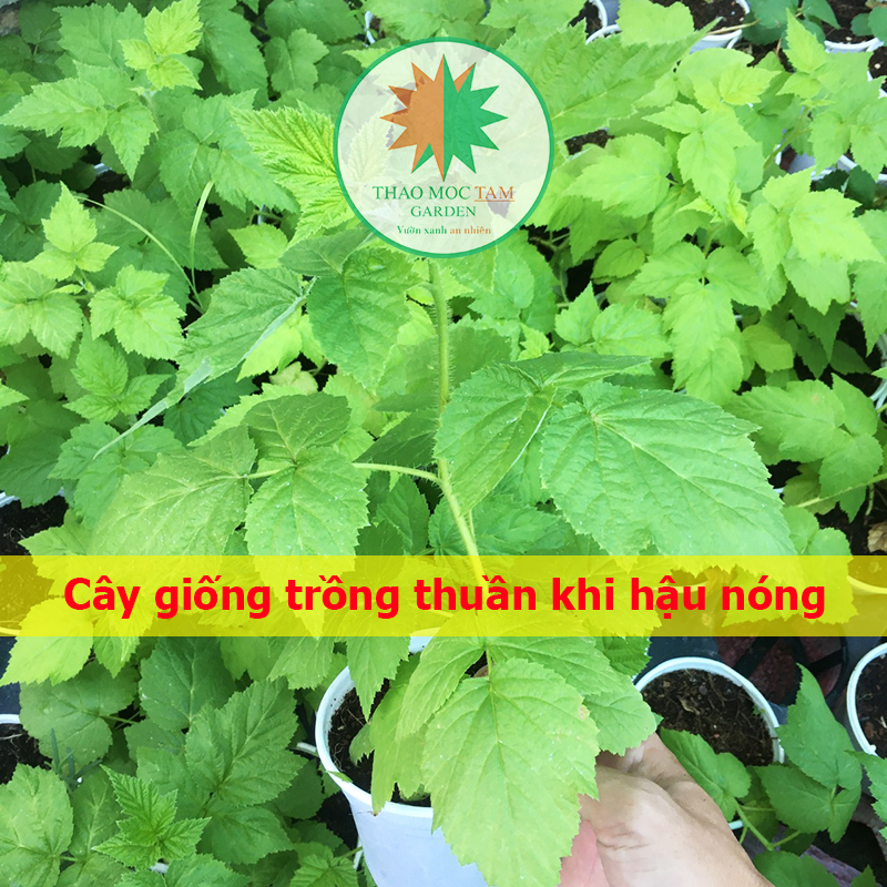 Cây Phúc Bồn Tử trái vàng (Cây lớn, cao từ 30cm) / Cây mâm xôi trái vàng ngọt thơm