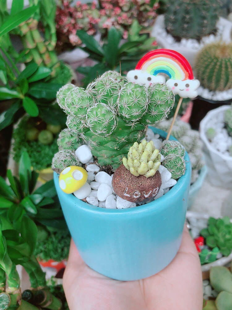Chậu Xương Rồng Trứng Chim