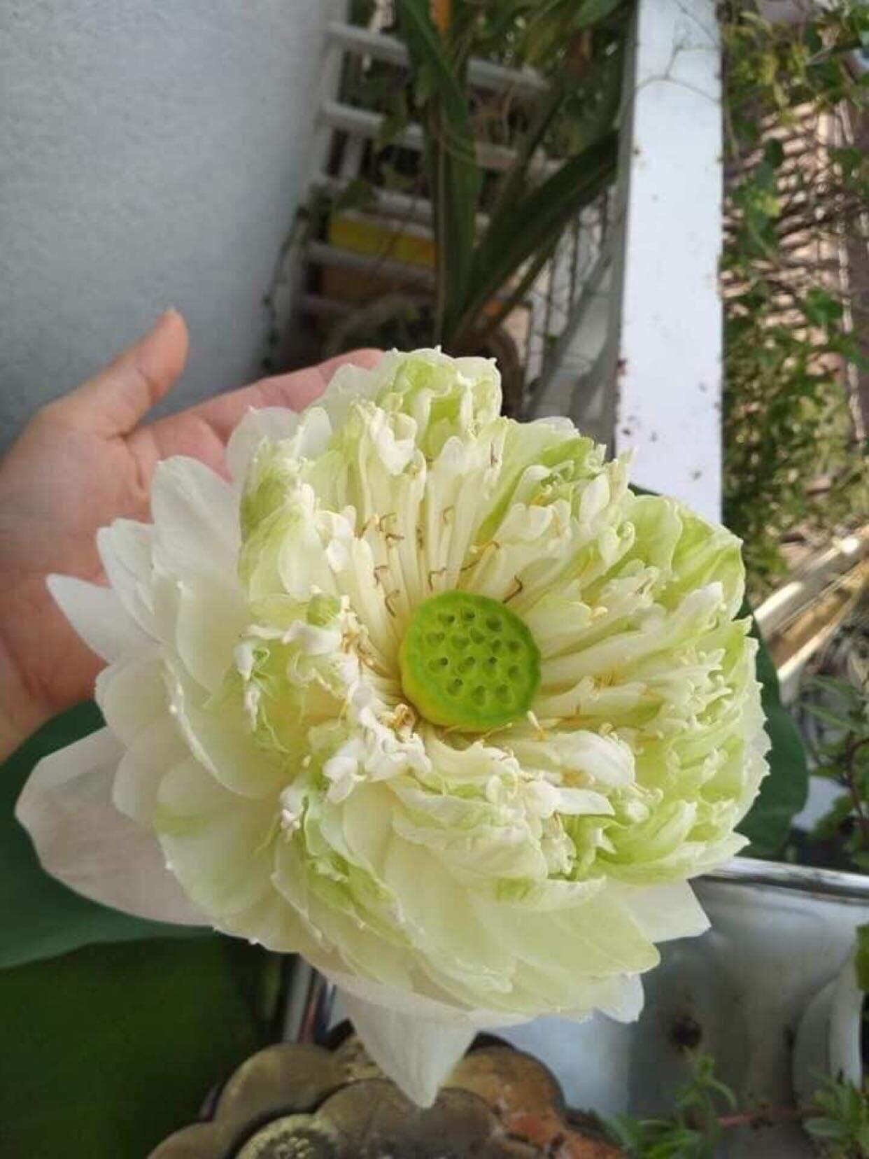 Sen Quan Âm Trắng_ Củ Giống