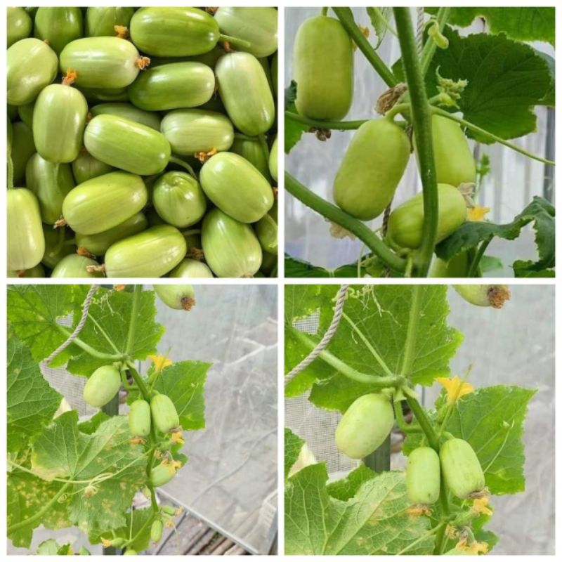 20 Hạt giống dưa chuột ngọc nữ siêu trái
