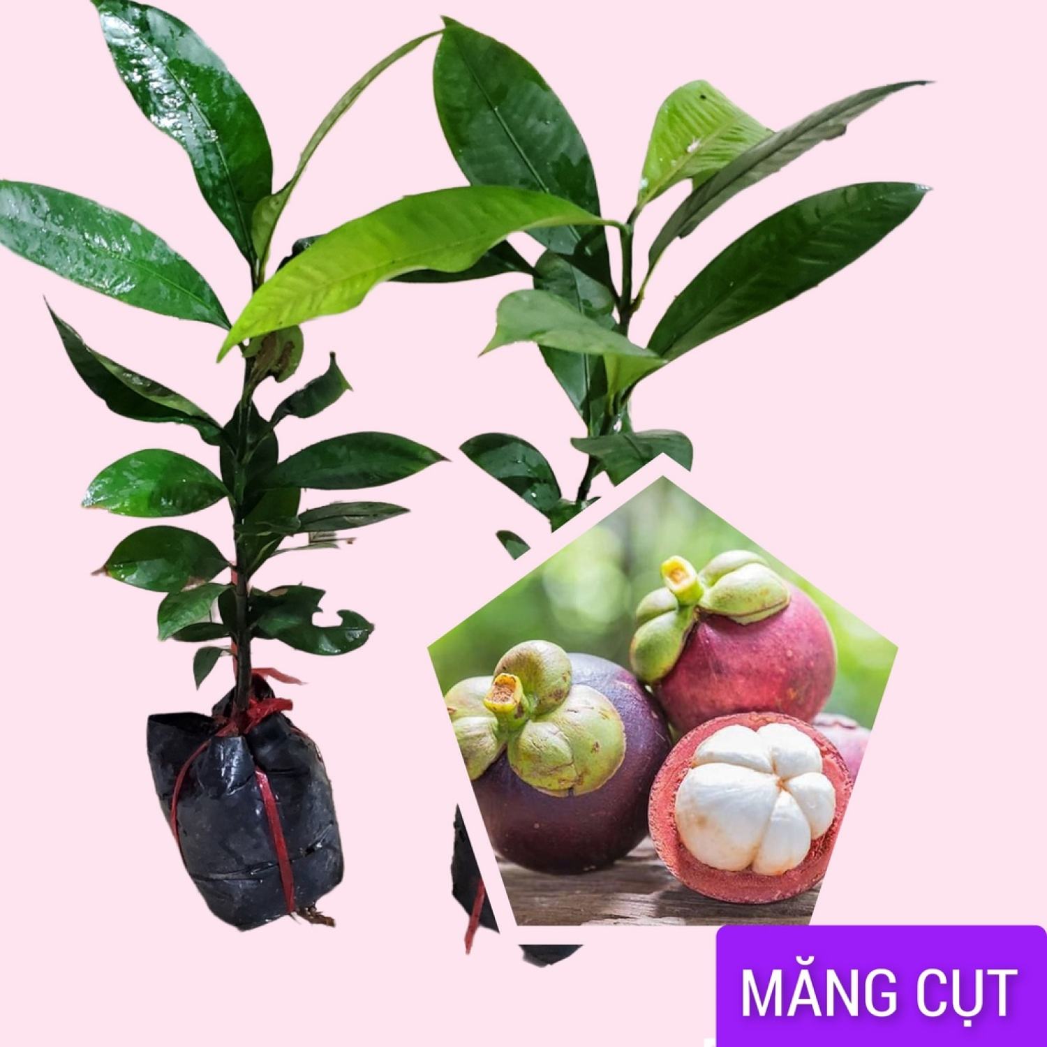 [Cây giống] Cây giống Măng cụt ta ươm hạt cao 40cm