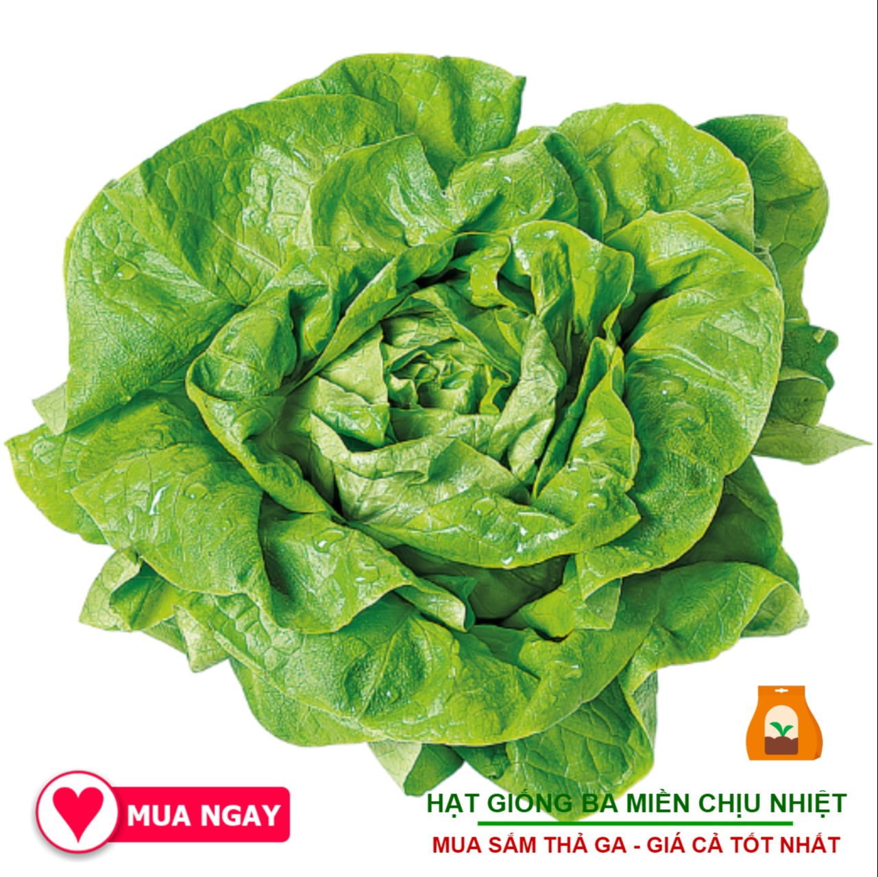 Hạt giống xà lách búp rạng đông 5gram