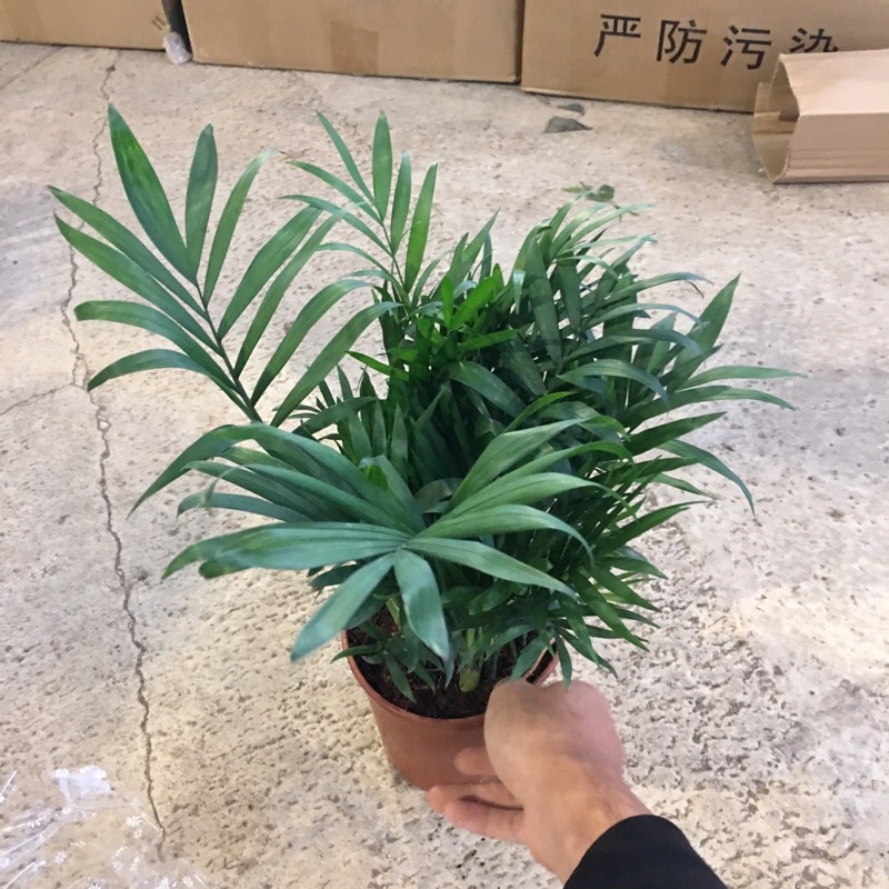 [Cây Phong Thuỷ] Cây cau tiểu trâm để bàn