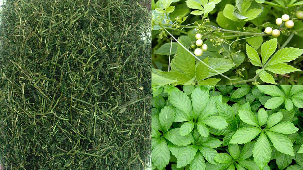 TRÀ GIẢO CỔ LAM (1kg)
