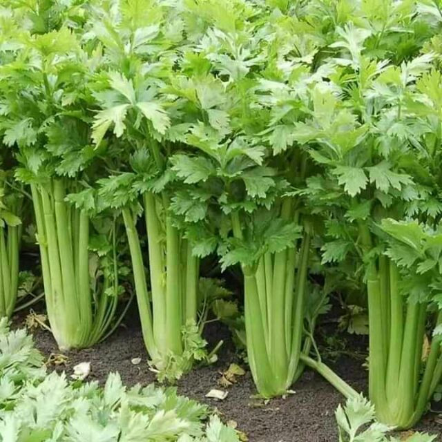 hạt giống Cần tây bẹ to GIANT CELERY 326 (5g)