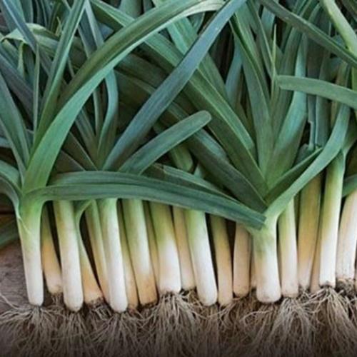 Hạt Giống Hành Paro F1. Túi 1 Gram Giá Khuyến Mại -  Rất Dễ Trồng - Kèm Quà Tặng