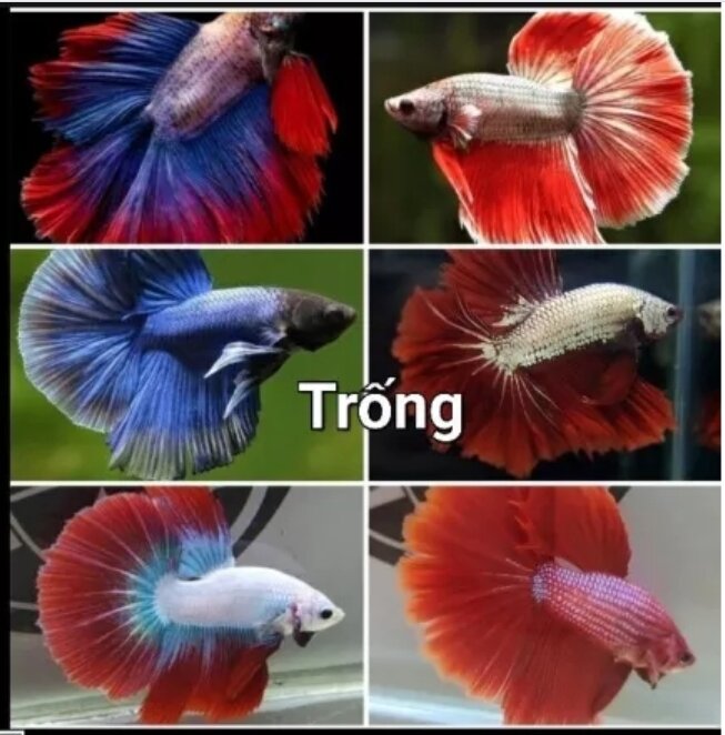 Siêu Rẻ NhứtBetta Phướng đẹp như hinh