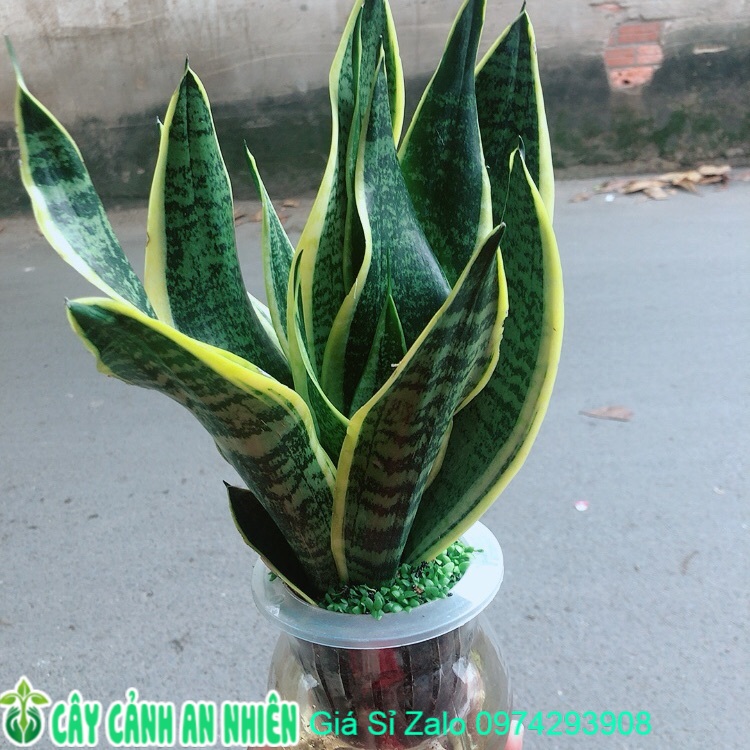 Chậu lưỡi hổ vàng thuỷ canh