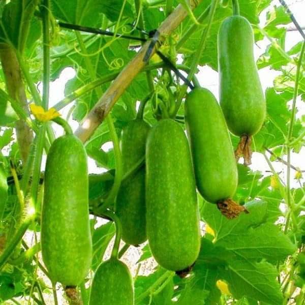 Hạt giống bí đao chanh F1 siêu trái , gói lớn 130 hạt TN98