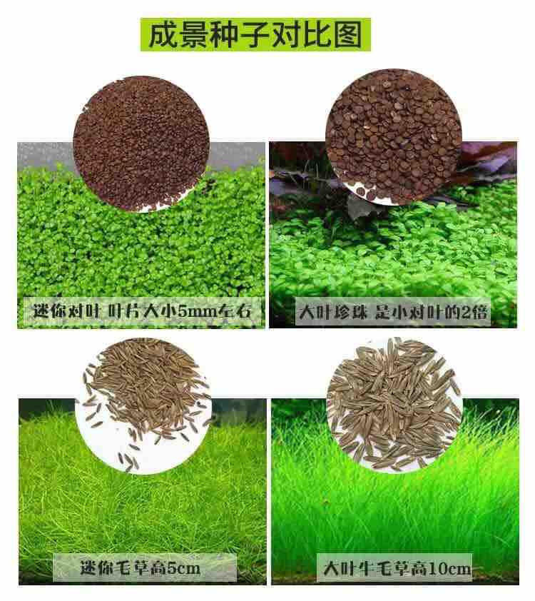 Hạt giống thuỷ sinh.ngưu mao chiên cao