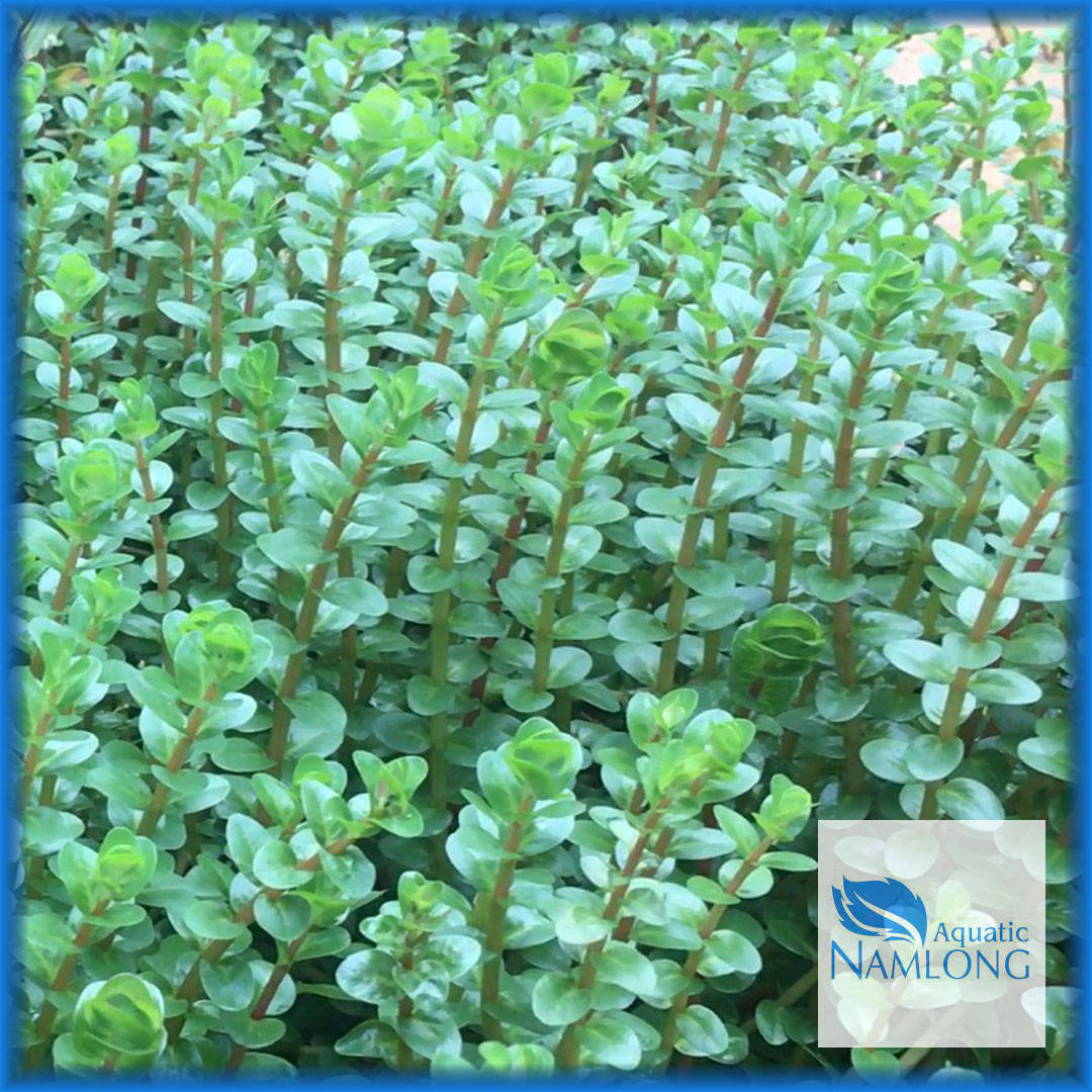Vảy ốc đỏ (10 ngọn) - Rotala Colorala - Cây thủy sinh cắt cắm