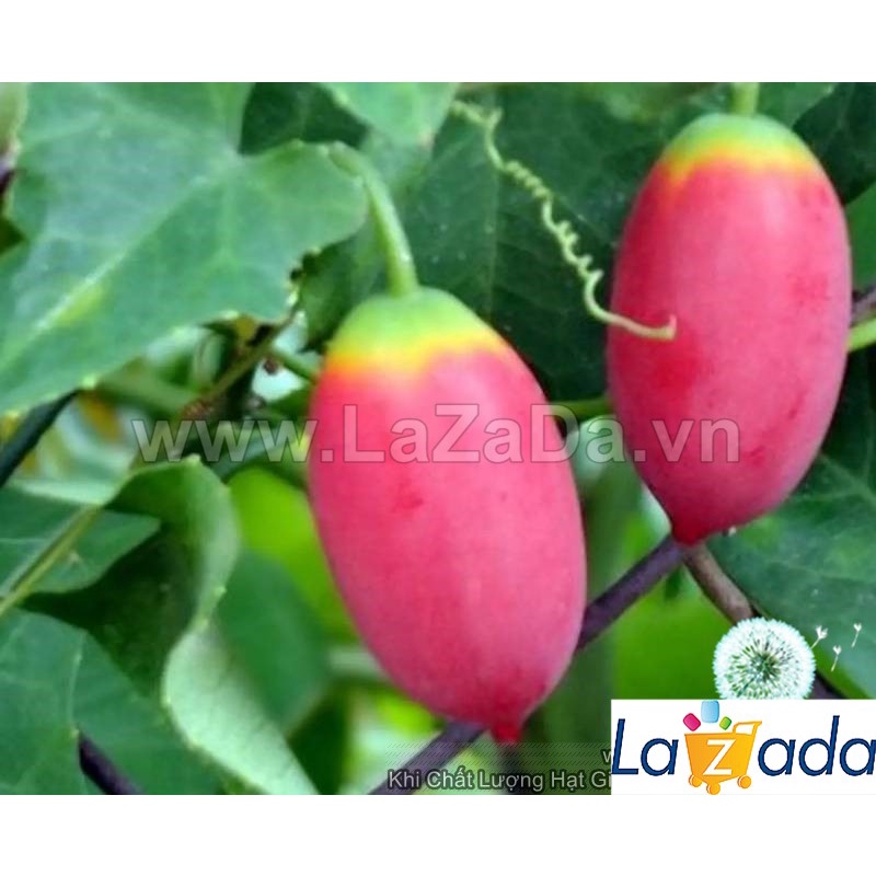 Hạt Giống Cây Bình Bát Dây Dây Bát Mãng Bát (50Hạt) a5