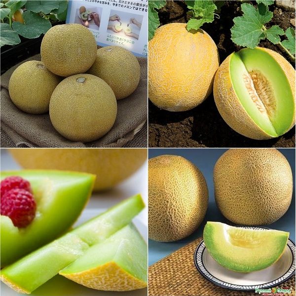 #Hạt giống Dưa Lưới Vỏ Vàng