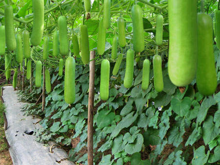 Hạt giống Bầu Dài Bầu Sao Lai ( Gói 10 Hạt ) - Nông Sản Vàng