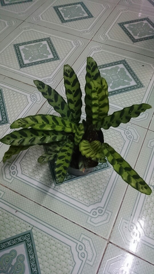Cây cảnh mini - Cây Đuôi Phụng