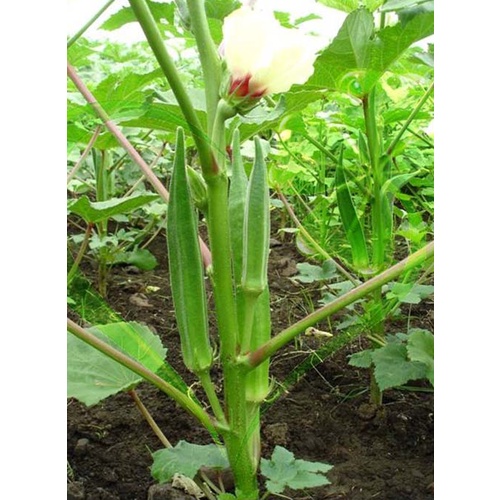 Hạt giống đậu bắp lai ấn độ - gói 20g