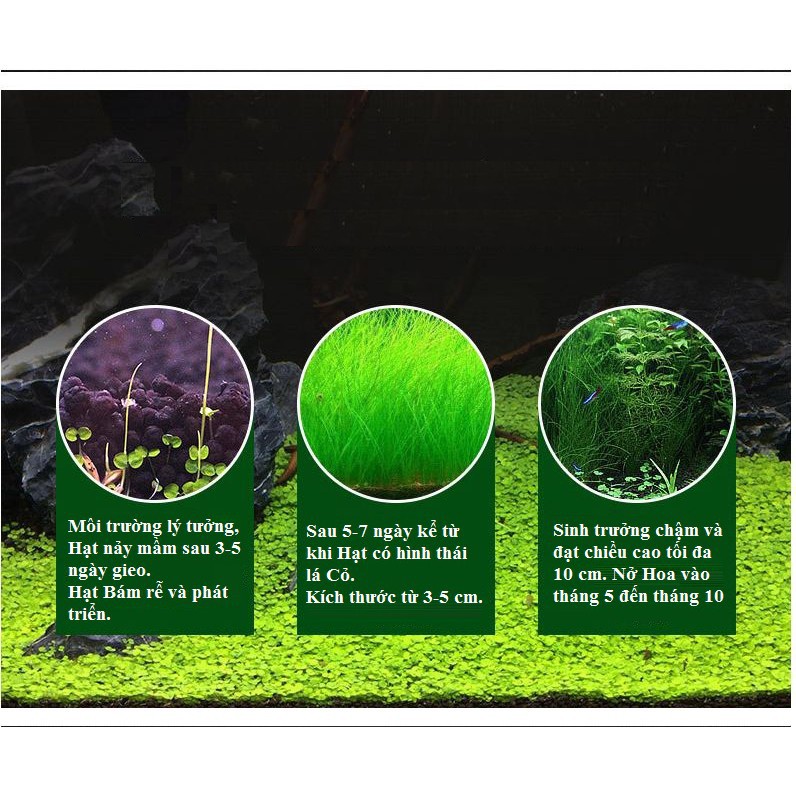 Hạt giống thuỷ sinh (Cỏ ngưu mao chiên)