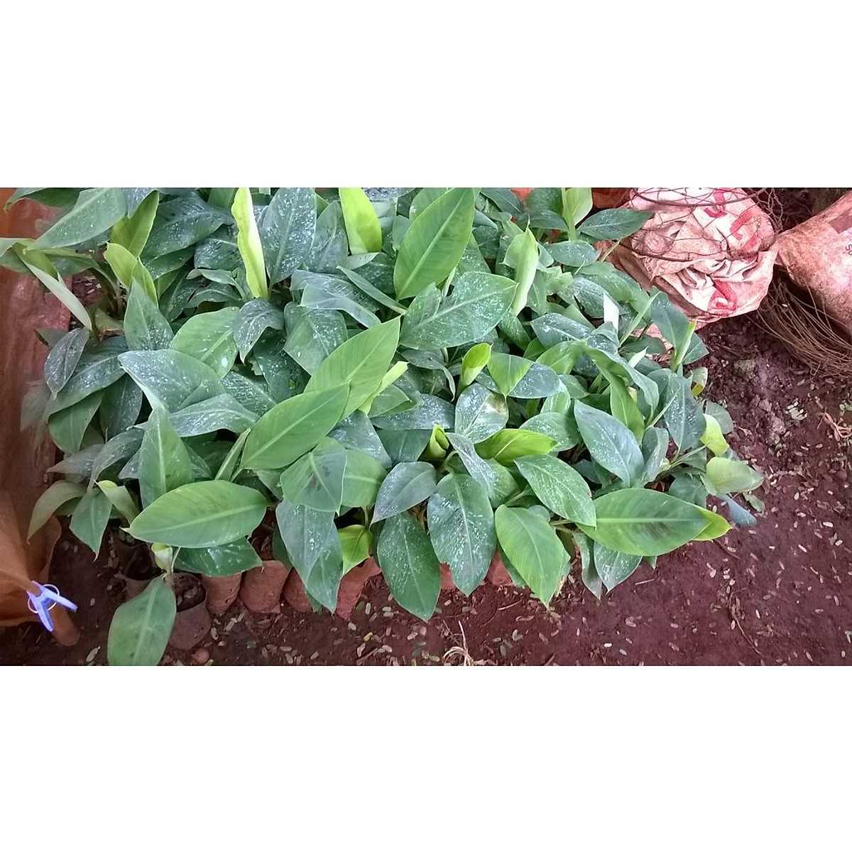 CÂY GIỐNG CHUỐI HỘT RỪNG CẤY MÔ .
