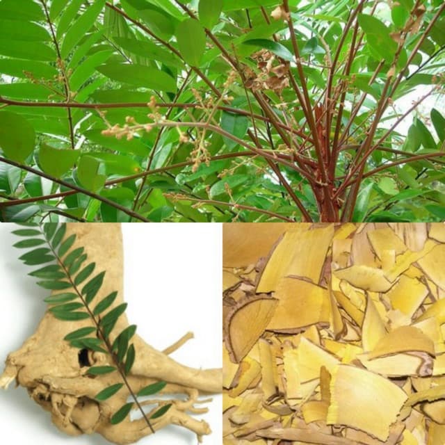 1Kg Rễ Mật Nhân Làm Thuốc