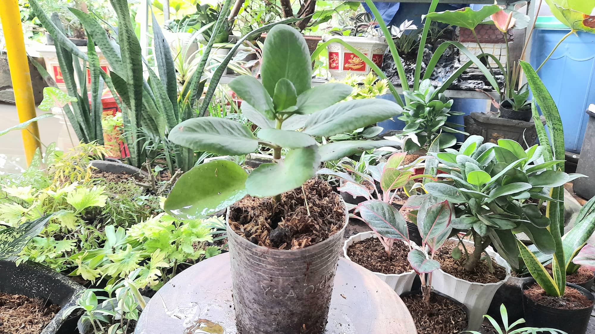 cây hoa sống đời đỏ