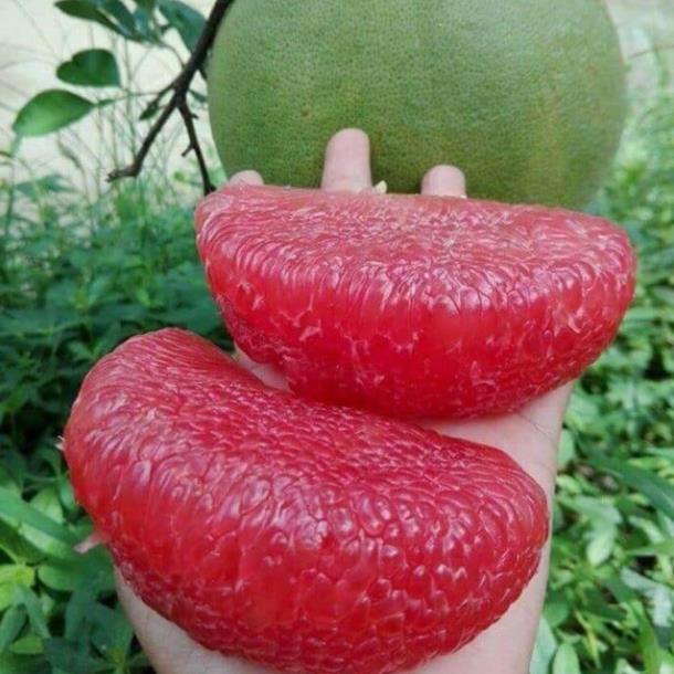 Cây bưởi ruby thái giống không hạt ruột hồng(Video ảnh thật)