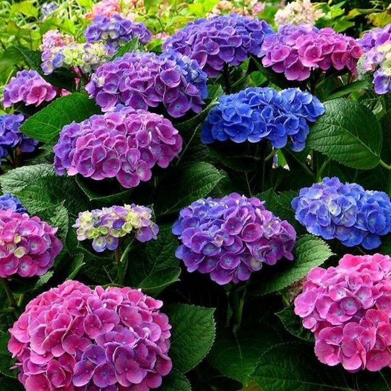 Hạt giống Hoa Cẩm tú cầu tặng kèm kích mầm