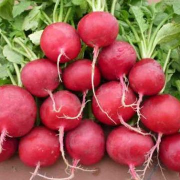 Hạt Giống củ cải đỏ 5gram | Dễ trồng