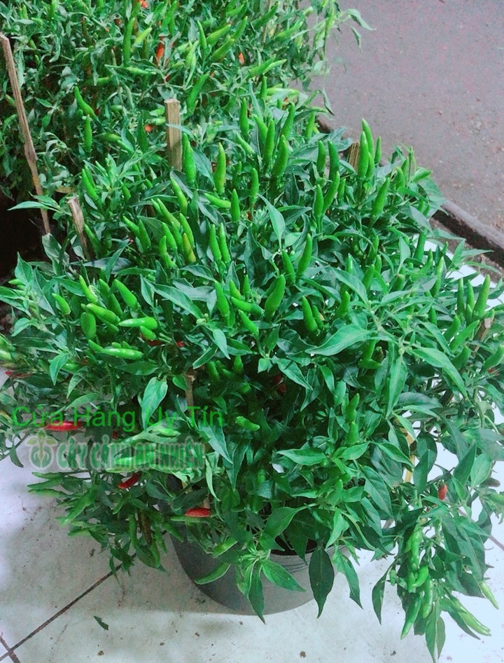Bụi Ớt Hiểm Nhiều Trái