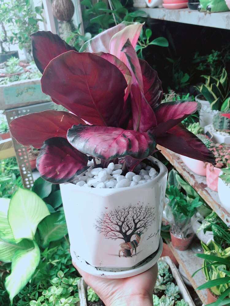 Chậu Cây Đuôi Công Hồng