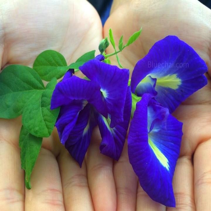[HCM]Hạt giống bông biếc butterfly pea