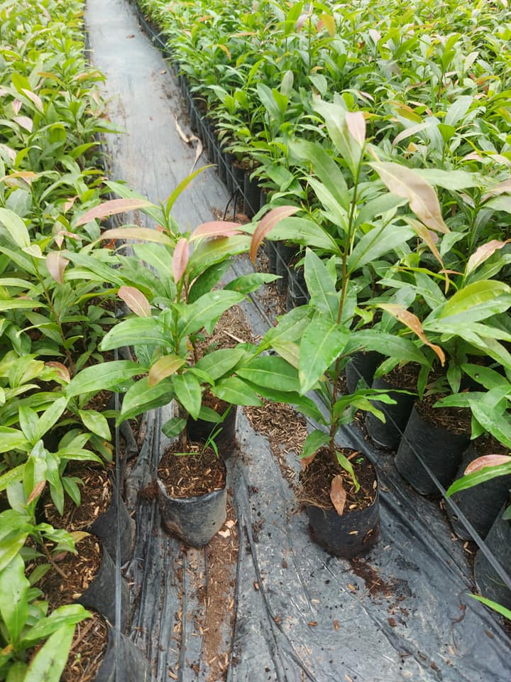 Combo 20 cây mai con quấn rễ (cao từ 40cm đến 45cm)