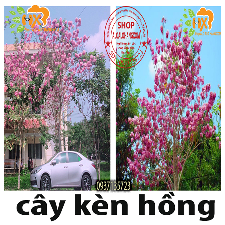 cây kèn hồng cây giống -combo 5 cây