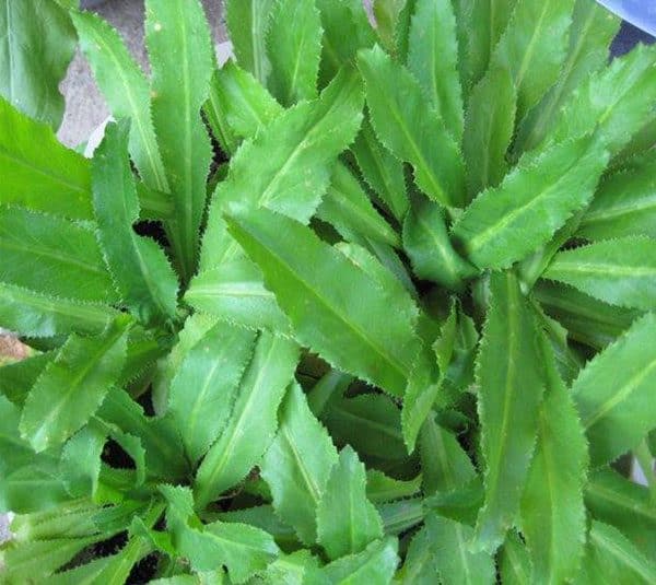Hạt giống rau mùi tàu
