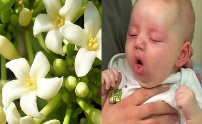 hoa đu đủ đực sấy khô 1kg