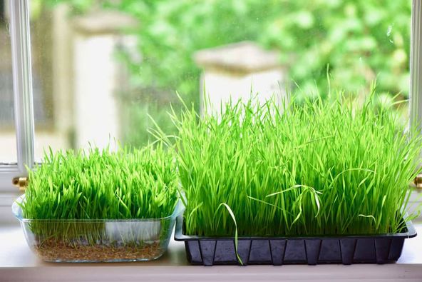 Hạt giống cỏ lúa mì 3kg