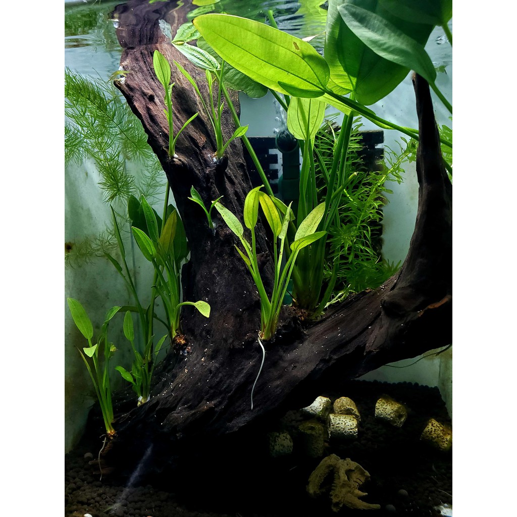 5 cây Lan nước thủy sinh dễ trồng không cần cO2