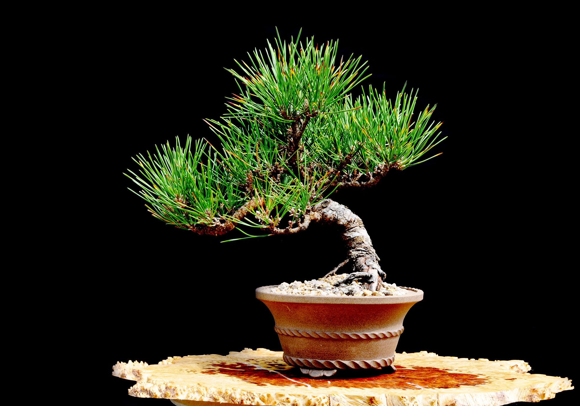 [ SP Mới Về] Cây giống thông nhật bonsai chất lượng cao