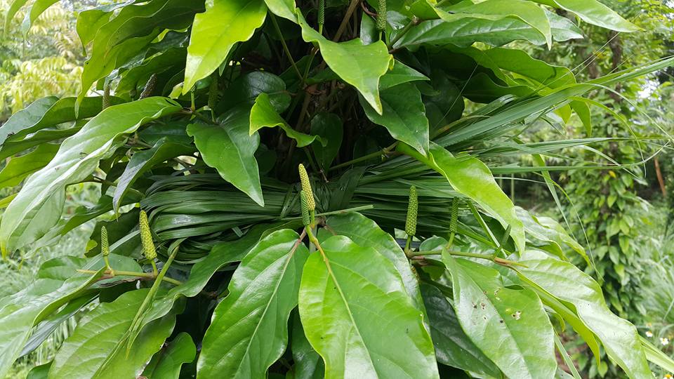 Tiêu Lốt Tươi Hữu Cơ