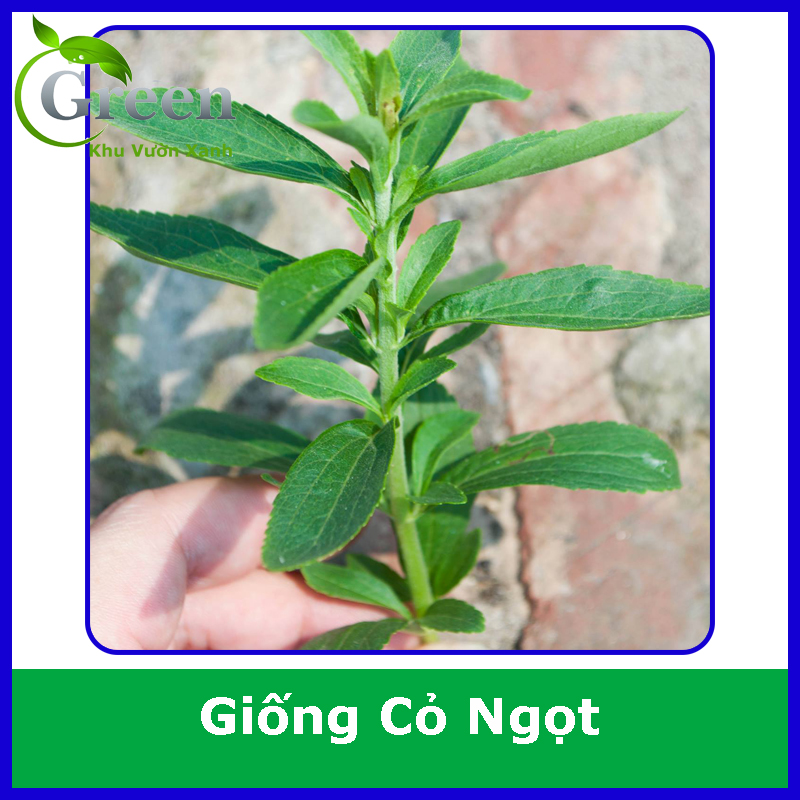 Hạt Giống Cây Cỏ Ngọt (Gói 5 Hạt) Lá To, Thu Hoạch Lâu Dài Nhiều Năm
