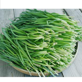 1g Hạt giống Hẹ