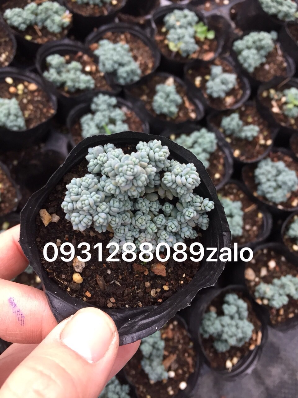 cây sen đá sedum hoa hồng nhỏ