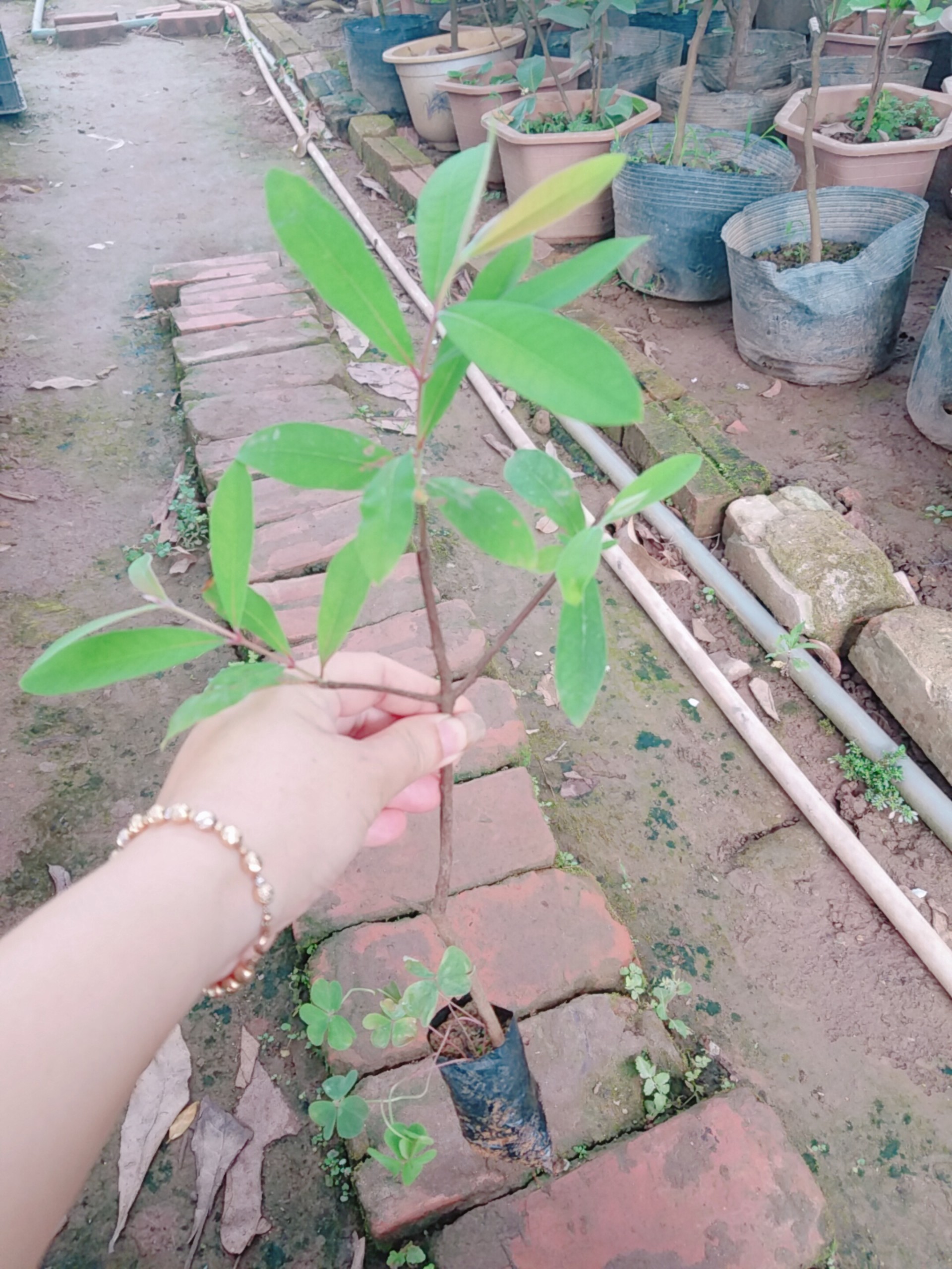 Combo 2 câyđỏ ngọn đa tác dụng - Cây trong bầu