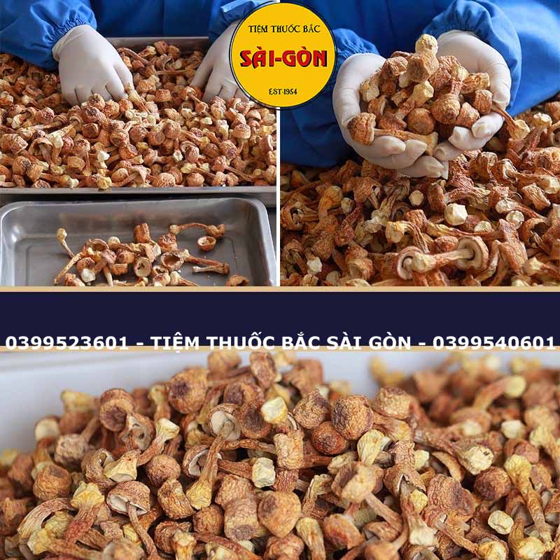 Nấm Tùng Nhung 100gram HÀNG TỰ NHIÊN (Nấm quý nấu canh dưỡng sinh, lẩu nấm, phục hồi sức khỏe)