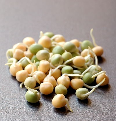 Hạt Giống Mầm Đậu Hà Lan ( ITALIA ) - Gói 50 gram