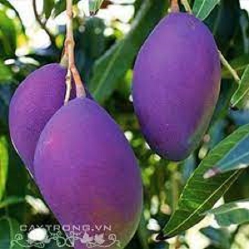Cây giống xoài tím ngọc vân nhanh siêu quả chuẩn giống