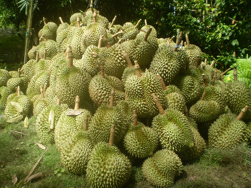 Cây giống Sầu Riêng Thái Lan. ( Dona ghép giống chuẩn)