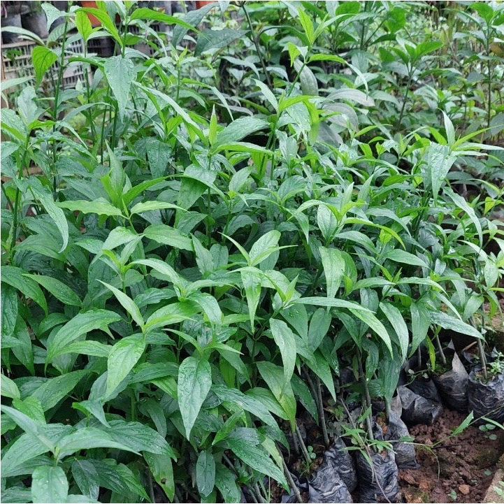 Cây Bìm Bịp (hay còn gọi là cây Xương Khỉ - Mảnh Cộng) Giống Chuẩn